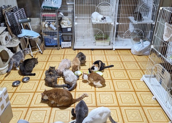 保護猫活動への取り組み