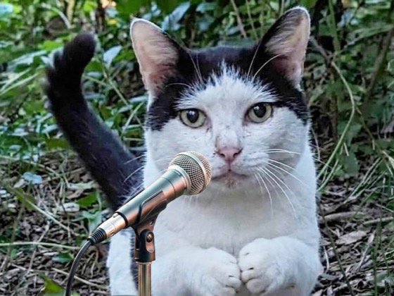 マイクを持つ猫のイメージ