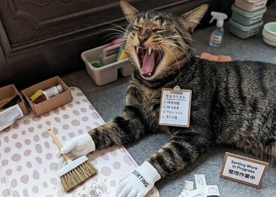 お片付けをお手伝いする猫のイメージ