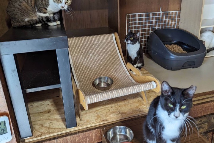 保護猫活動への支援の様子